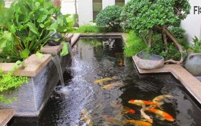 Tips Merawat Kolam Ikan di Halaman Rumah
